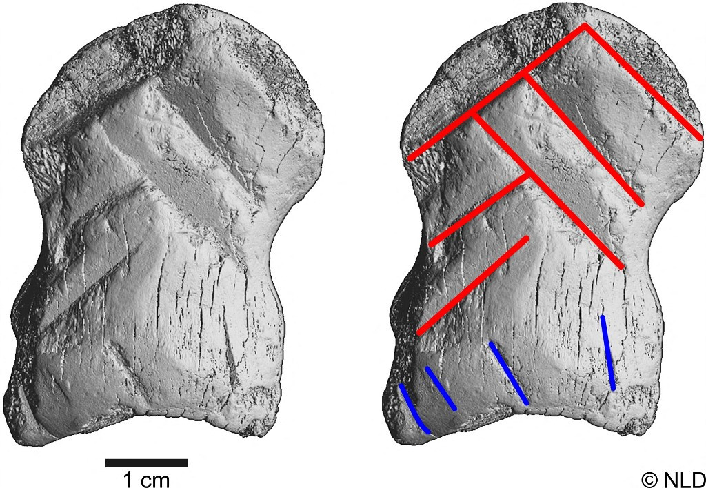 Neanderthals