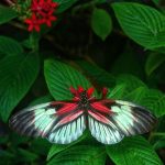 farfalle - ecuador