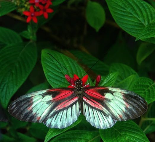 farfalle - ecuador